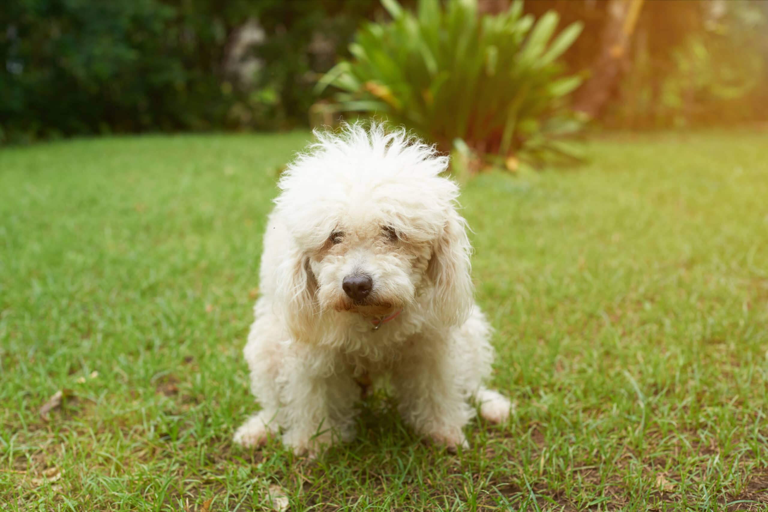 How to stop a dog from pooping in my yard? 17 tips