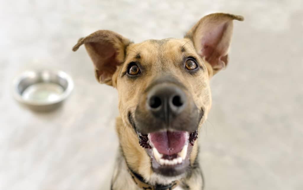 How to stop my dog from biting when excited
