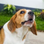 How to Stop My Dog From Whining: 7 Real Reasons and Proven Fixes