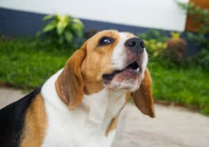 How to Stop My Dog From Whining: 7 Real Reasons and Proven Fixes