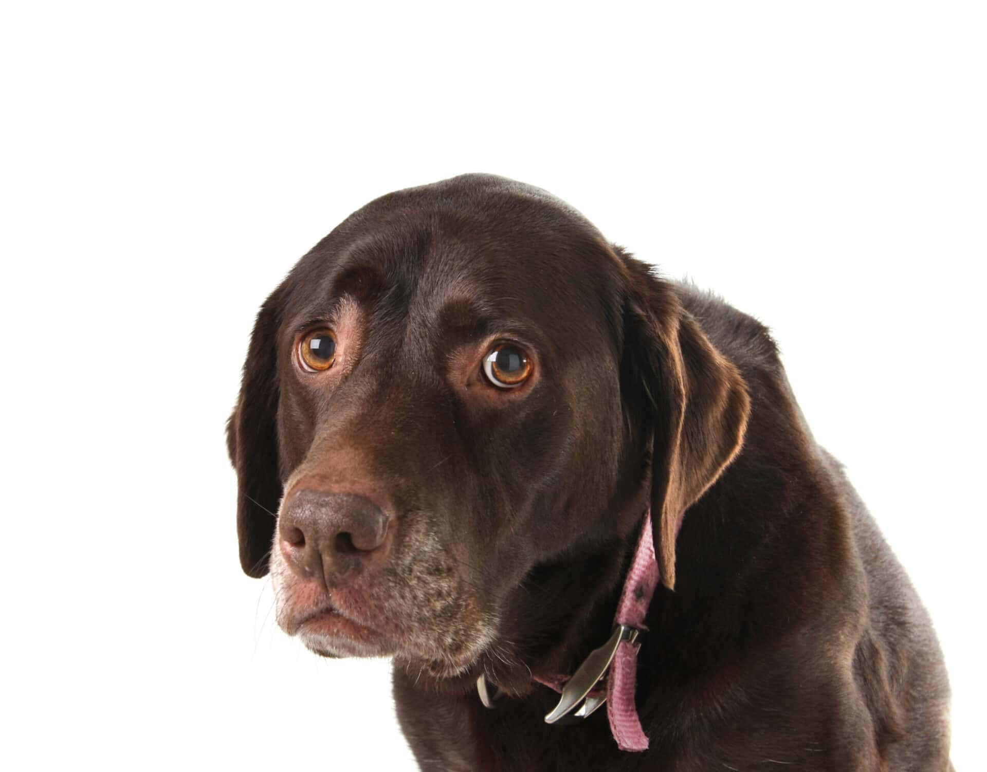shelter dog looking hopeful — following tips for adopting a dog from a shelter ensures a successful match for both dog and family
