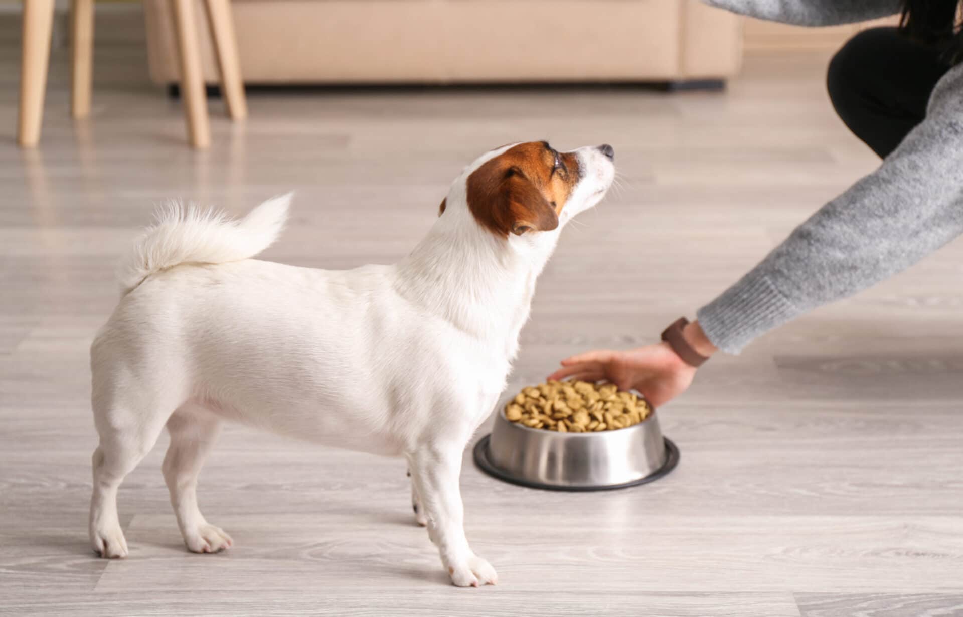How to stop a dog from being possessive of food? 9 tips to fix the