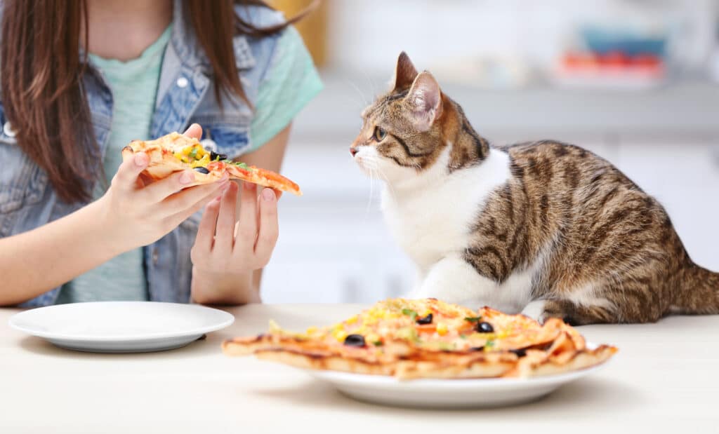 What kind of human food can cats eat?