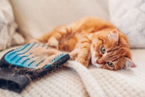 Why is my cat shedding so much and how to stop it?