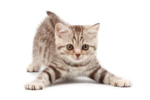 Why is my kitten so hyper? 11 tips to calm  your pet