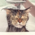 Alternative shampoo for cats: 8 safe options