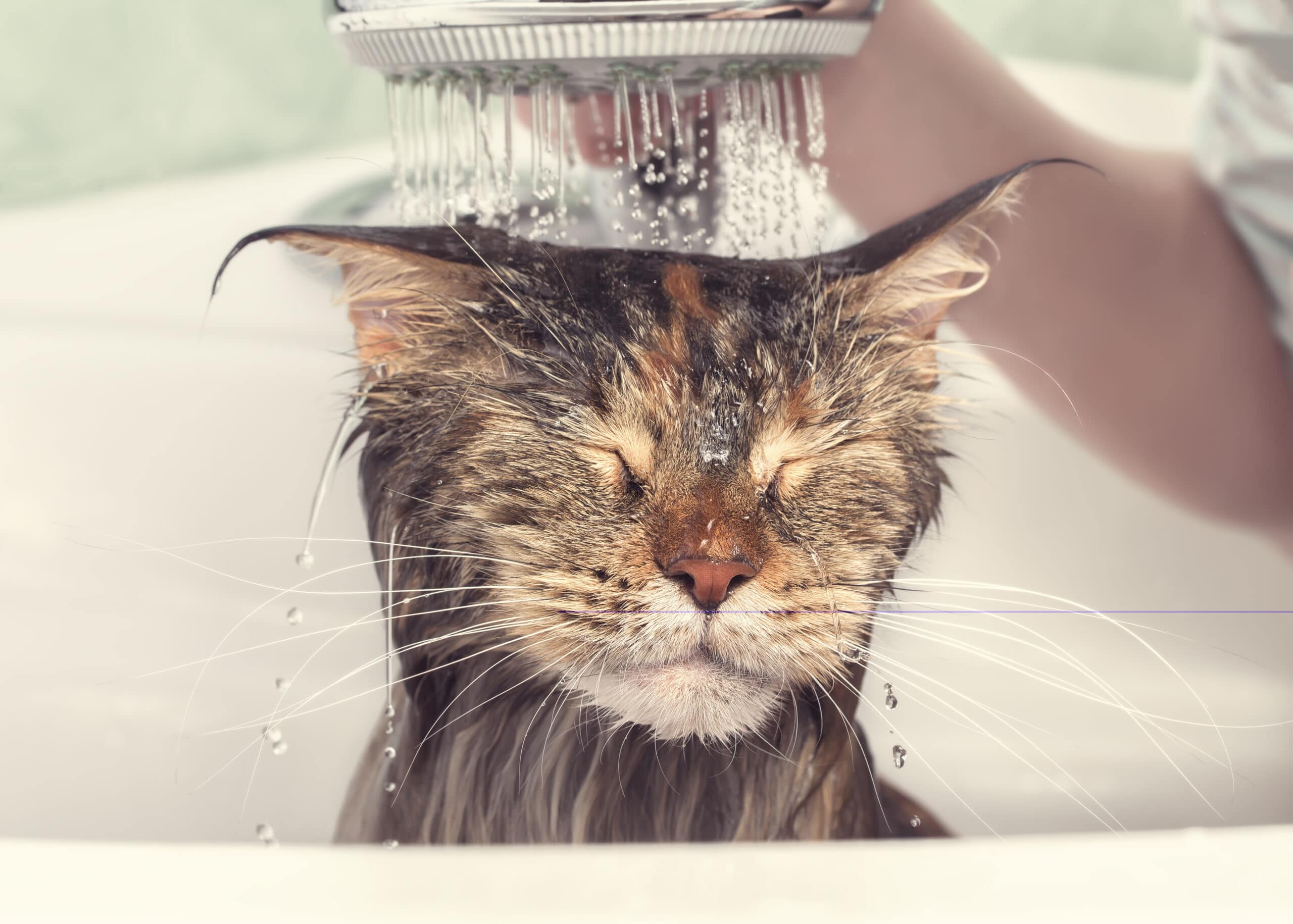 Alternative shampoo for cats