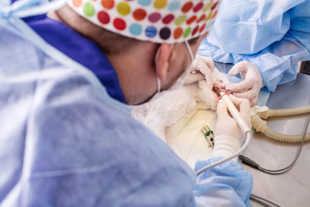 Vet cleaning cat's teeth under anesthesia in a veterinary clinic