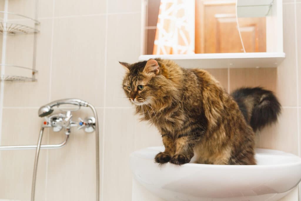 Fluffy cat stands on a white washbasin in the bathroom and looks down.