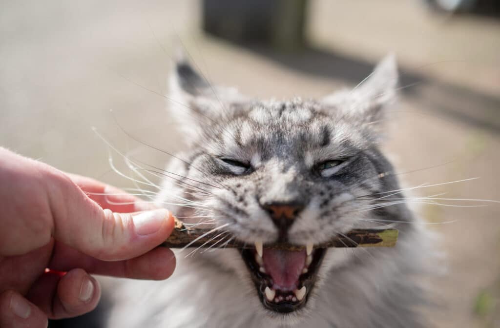 Alternatives to brushing cats teeth - dental chews