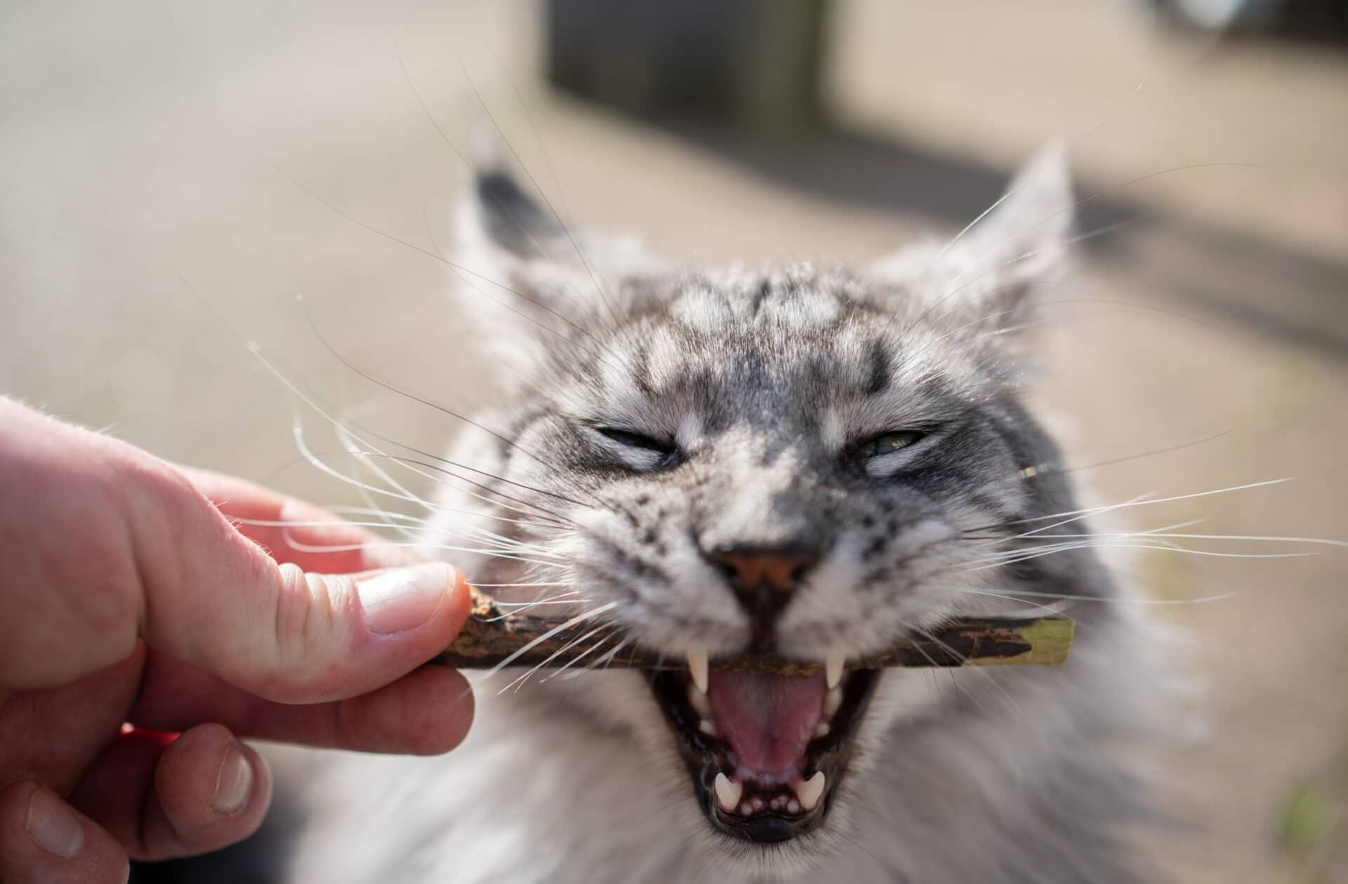 Cat chewing dental toy — one of the best alternatives to brushing cats teeth for resistant cats