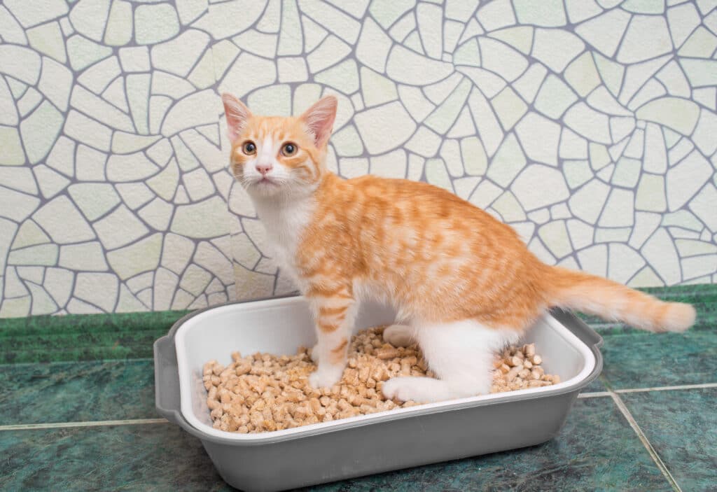litter alternatives for cats
