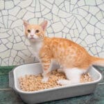 Litter alternatives for cats: 7 inexpensive options
