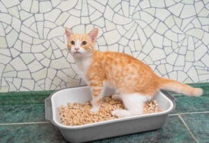 Litter alternatives for cats: 7 inexpensive options