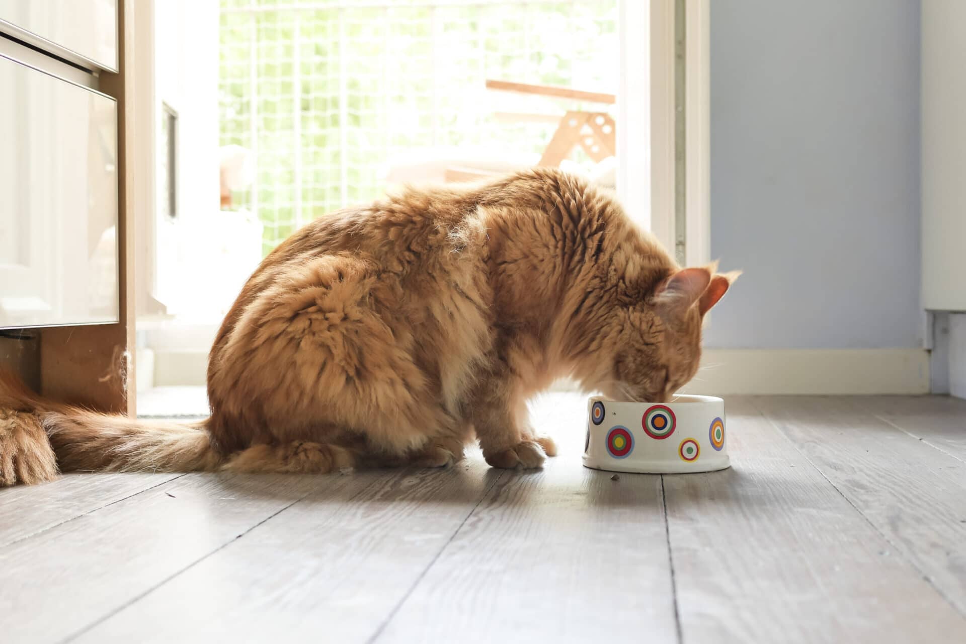 cat at home — monitoring eating and activity levels helps identify why a cat is lethargic