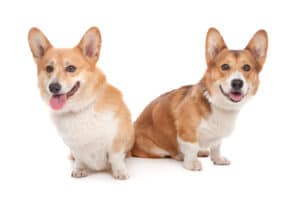 Corgi Colors: 13 splendid variations you should know