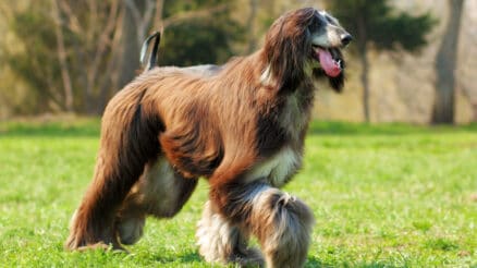 19 big dogs that are hypoallergenic and perfect companions