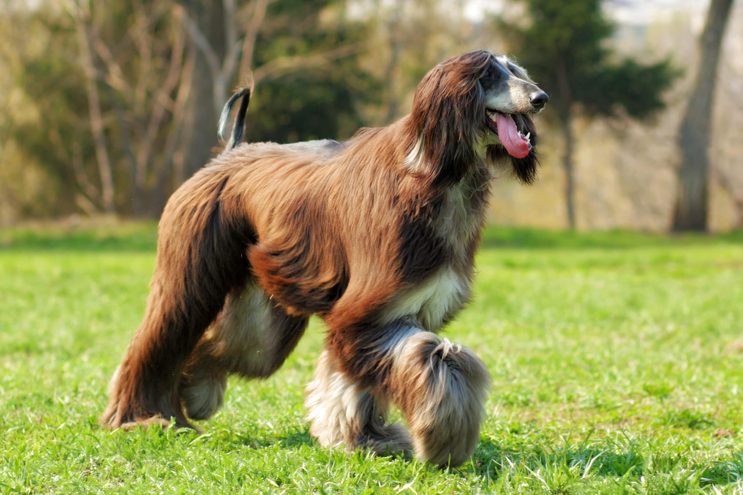 big dogs that are hypoallergenic