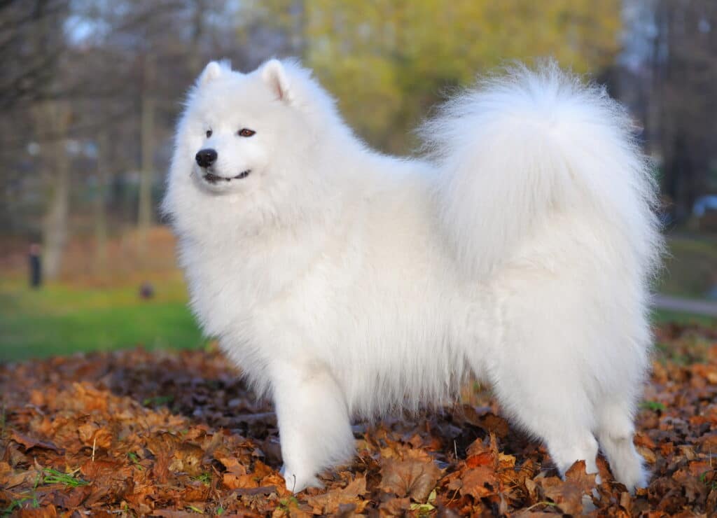 Big dogs that are hypoallergenic: Samoyed 