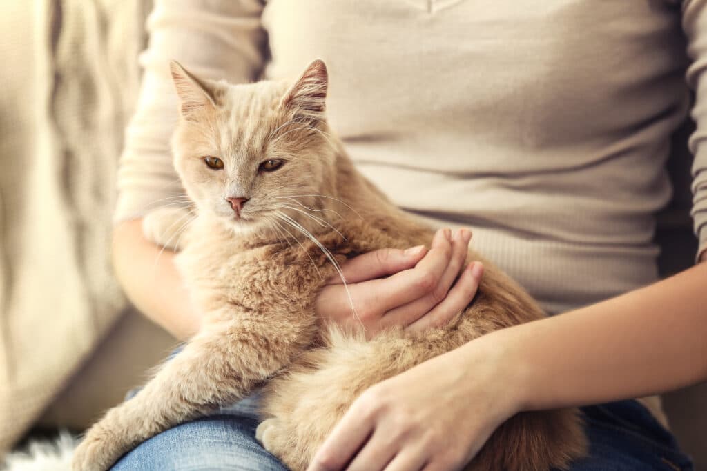 Why do cats knead