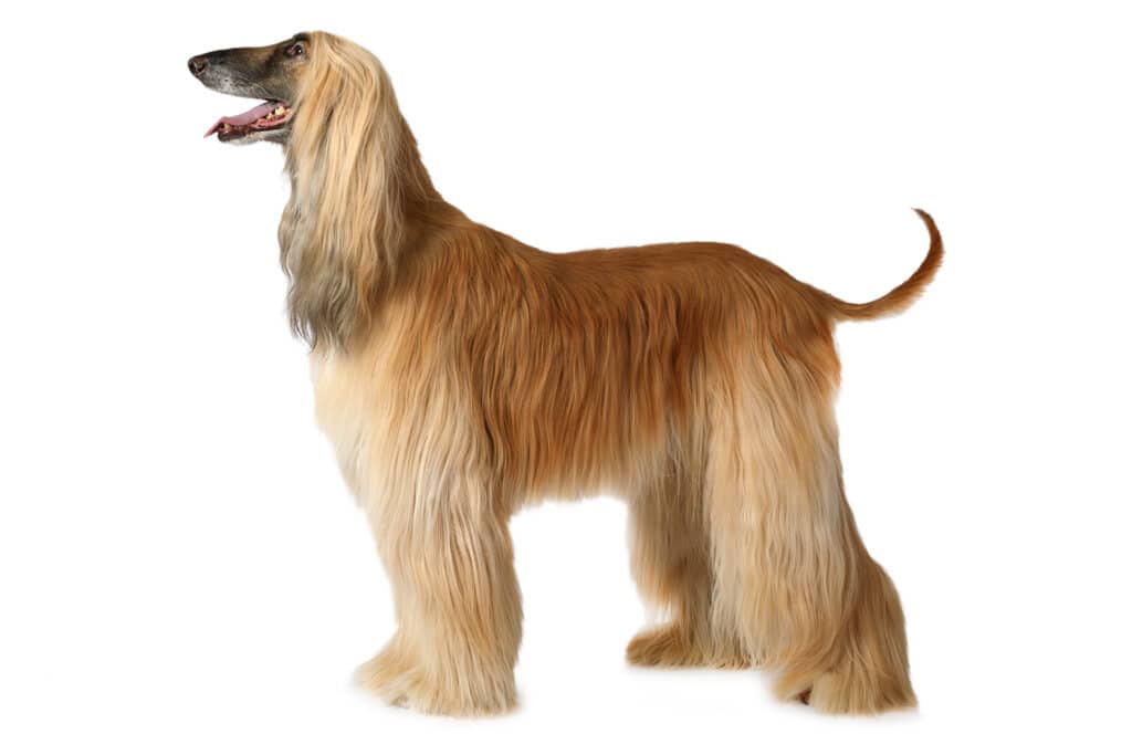 Big dogs that are hypoallergenic: Afghan Hound