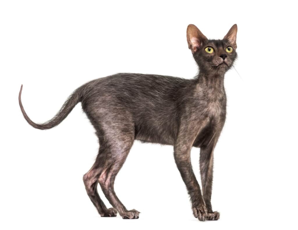 Wolfcat breed or Lykoi cat