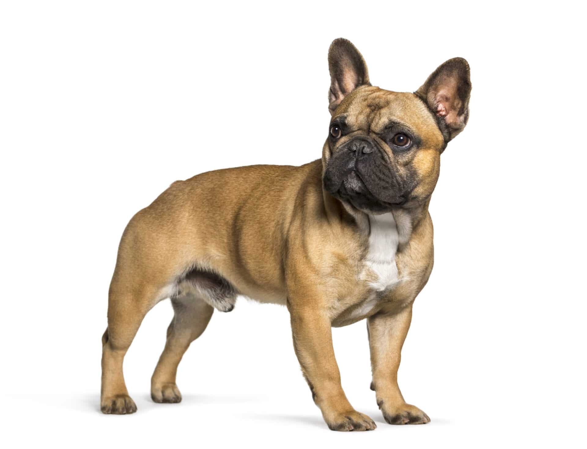 flat-faced dog breeds share many of the same respiratory and structural concerns