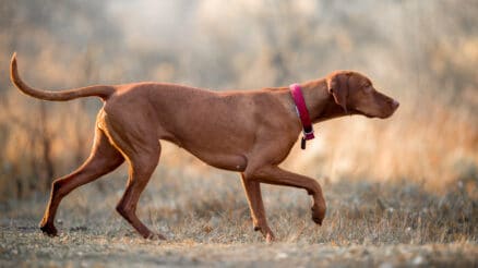 Why do dogs wag their tails? Understand the powerful tail language