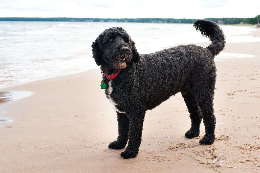 Big dogs that are hypoallergenic: Portuguese Water Dog