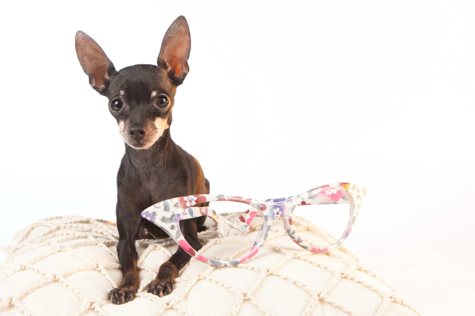 Pocket puppies 12 breeds that are too adorable for words DOGS & CATS HQ