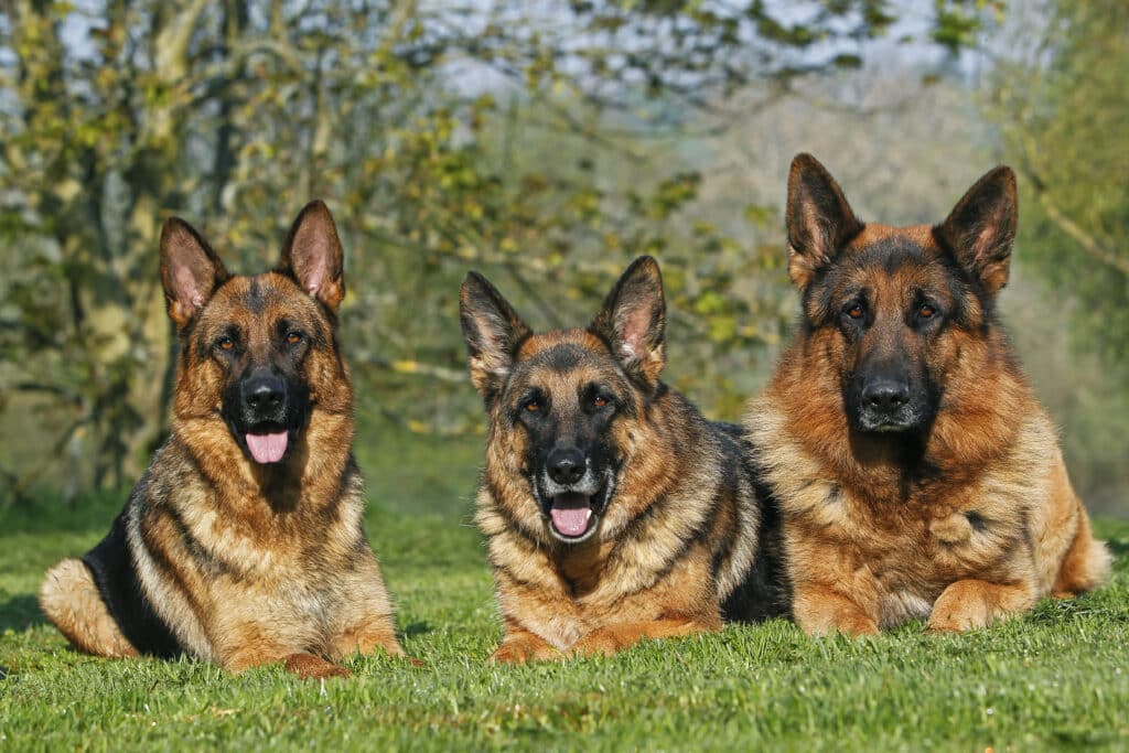 dogs similar to german shepherd