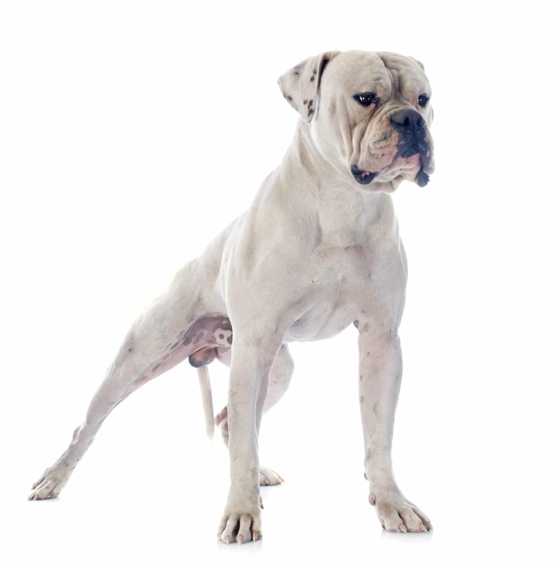 problems with British Bulldogs often include joint issues and skin fold maintenance