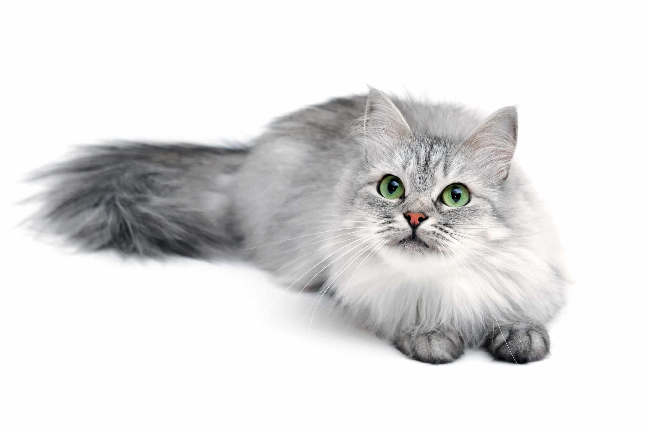 cats spray less frequently after neutering — a key preventive step for owners