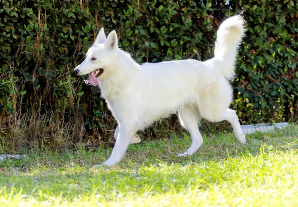 A young beautiful Berger Blanc Suisse dog running on the grass