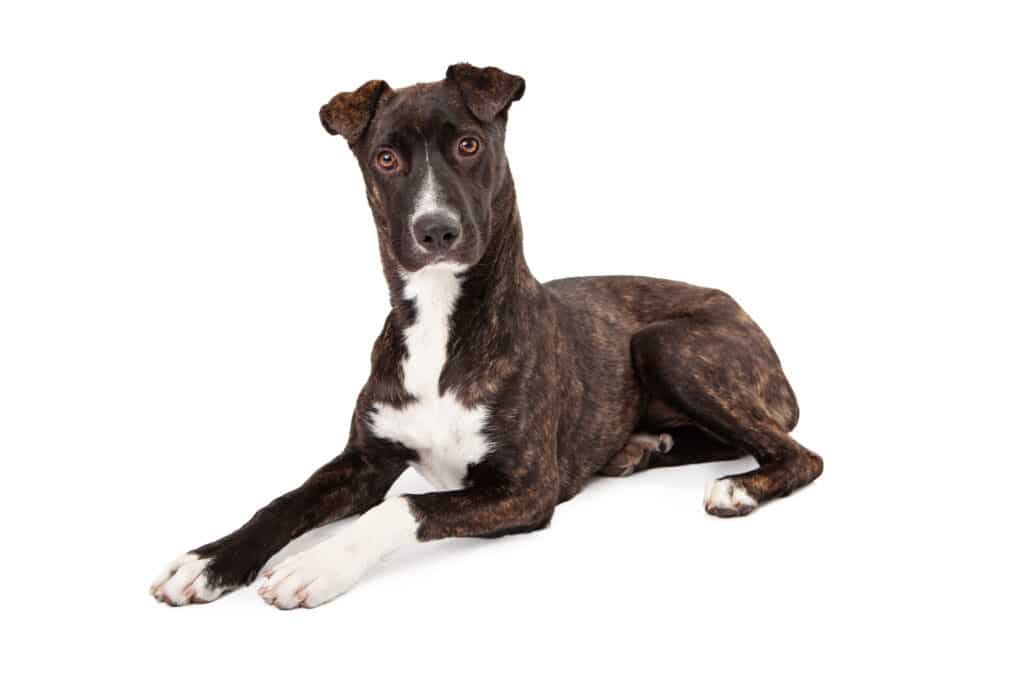 Big dogs that are hypoallergenic: Mountain Cur