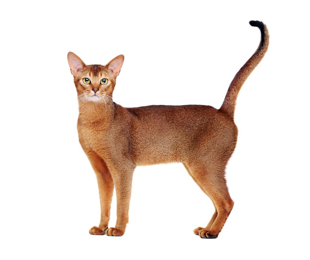 Abyssinian cat tail up 