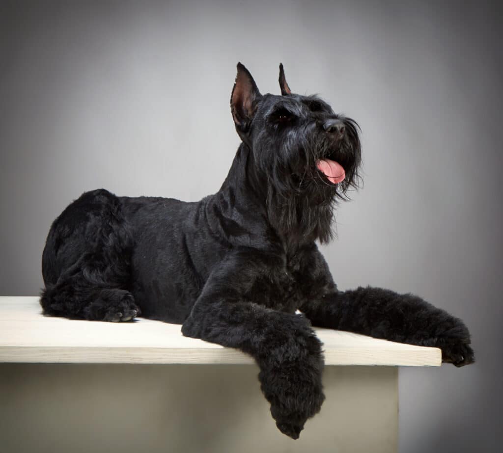 Big dogs that are hypoallergenic: Giant Schnauzer