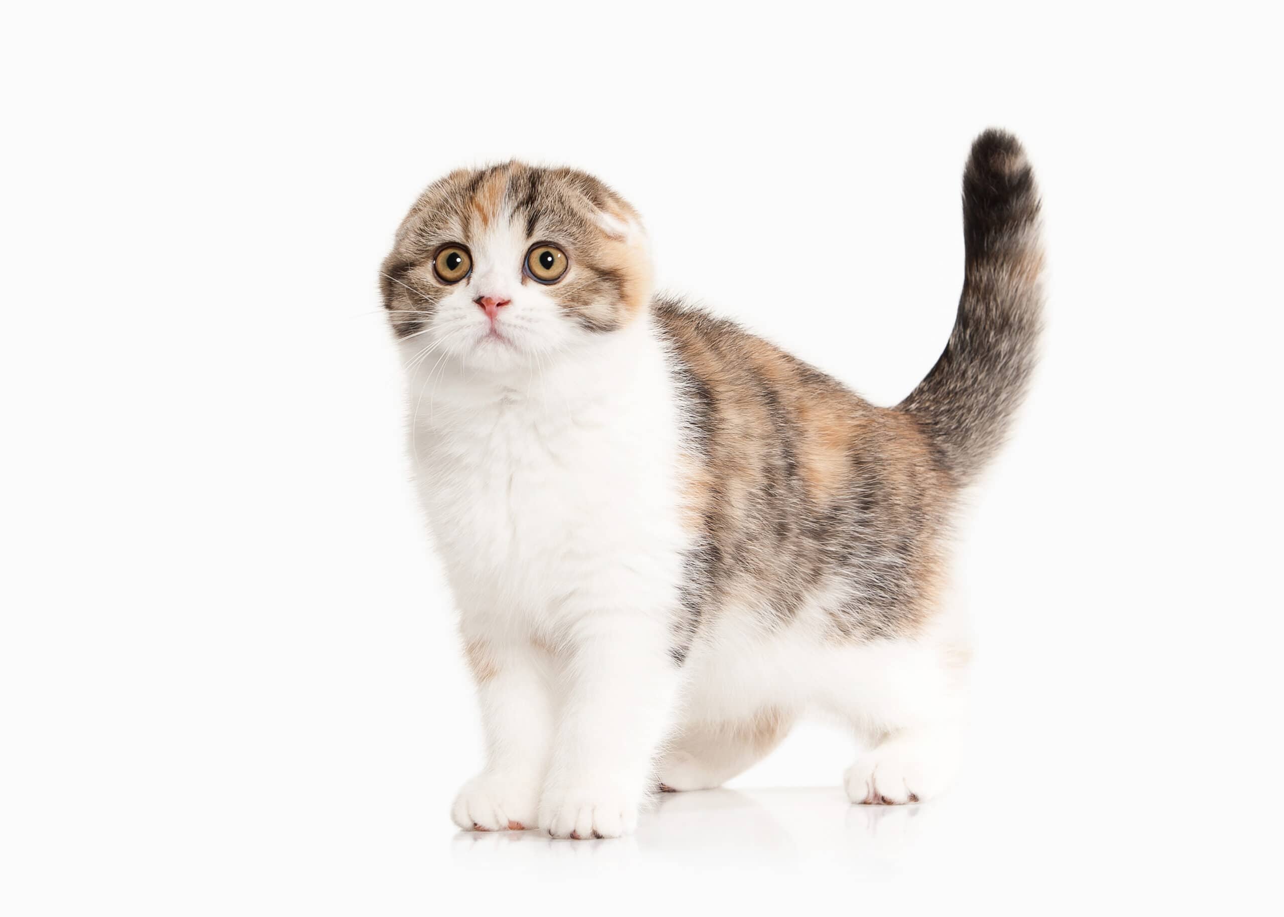 The 10 best cat breeds for families