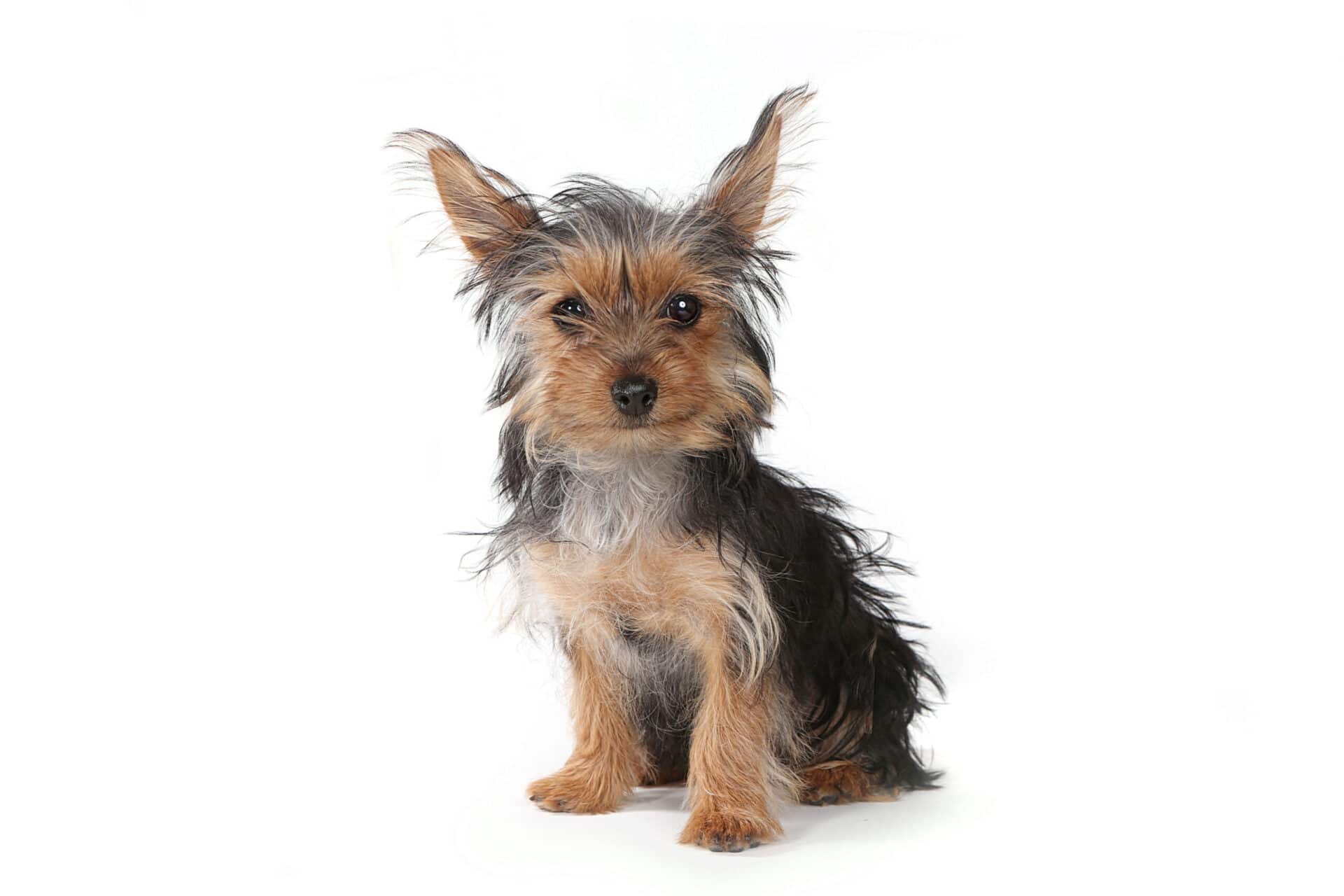 Yorkie behavior problems — small dog syndrome can develop without proper training