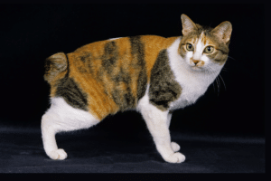 Why do some cats live longer than others? 14 breeds that live long