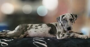 Catahoula mixed with Lab: Meet the amazing Labahoula