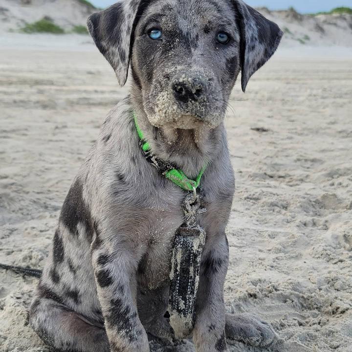 Catahoula mixed with Lab: Meet the amazing Labahoula