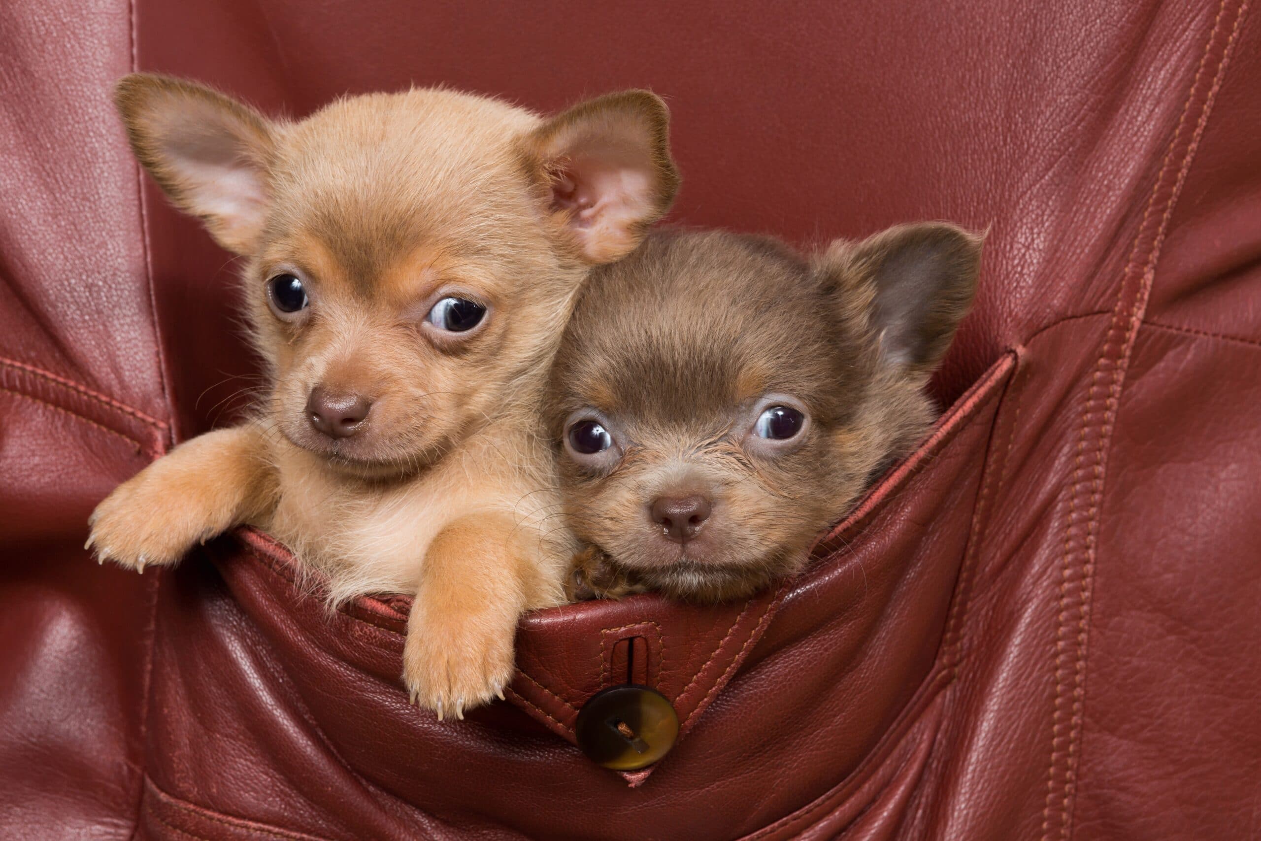 Pocket Puppies