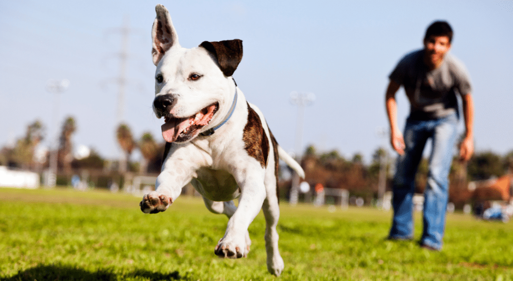 How to stop a dog from jumping up on strangers