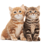 259 girl cat names that are as adorable as your kitten