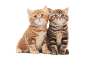 259 girl cat names that are as adorable as your kitten