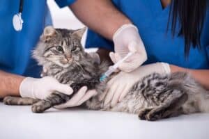 Why Is My Cat Sneezing So Much All of a Sudden? Real Causes and When to Worry