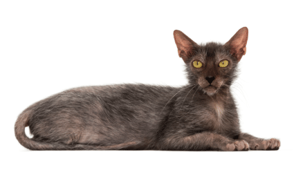 Wolfcat breed: Meet the adorable Lykoi cat