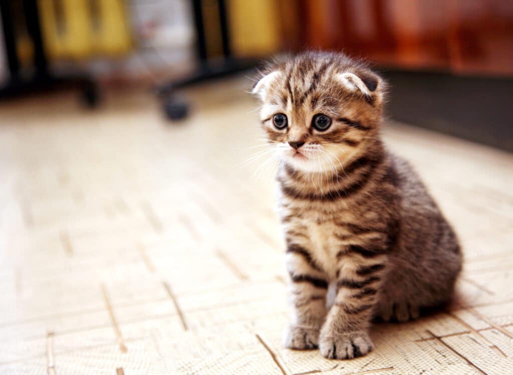 How to soothe a crying kitten? Top 7 tips for a quiet night