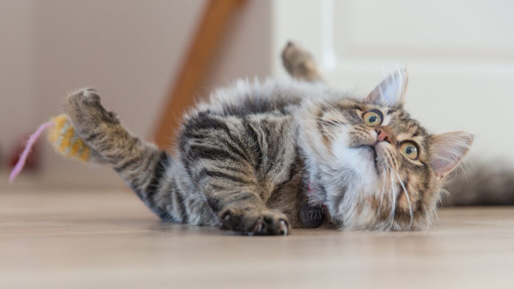 Is cat sneezing a serious condition?